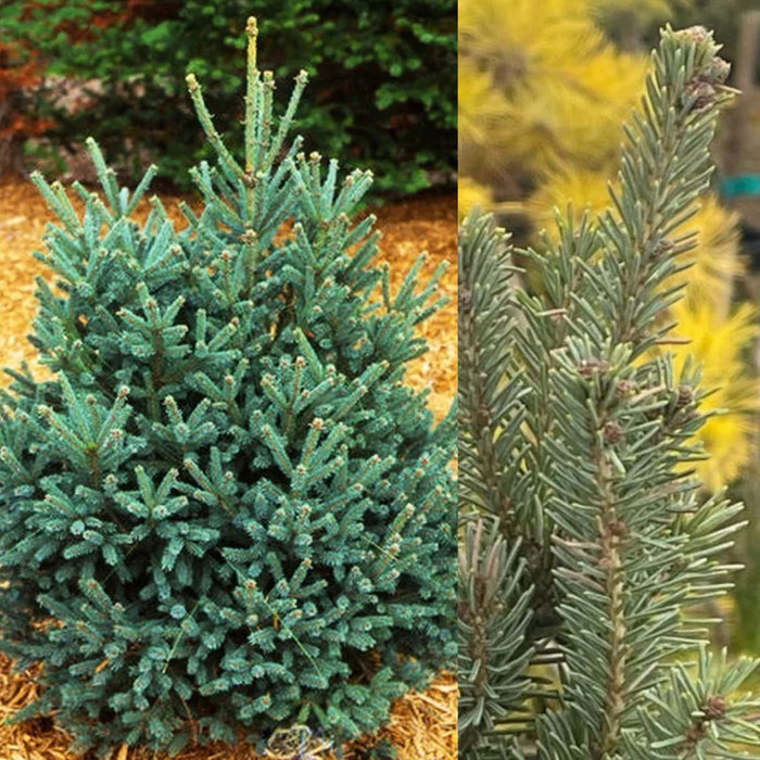 Picea glauca Blue Teardrop #6