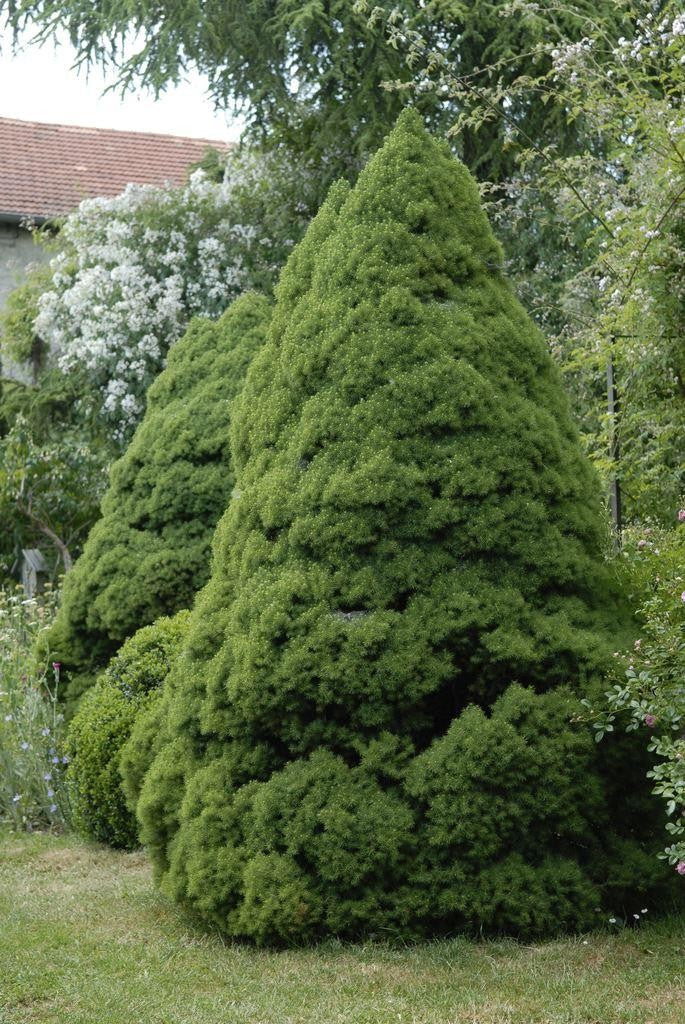 Picea glauca Conica #3