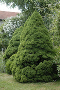 Picea glauca Conica #5