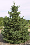 Picea glauca Densata 5'