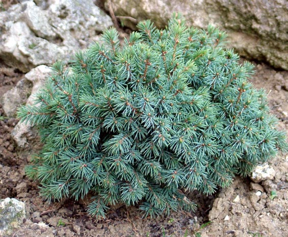 Picea glauca echiniformis #1