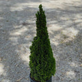 Picea glauca Jean's Dilly #1