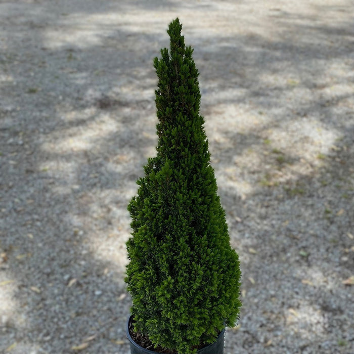 Picea glauca Jean's Dilly #1