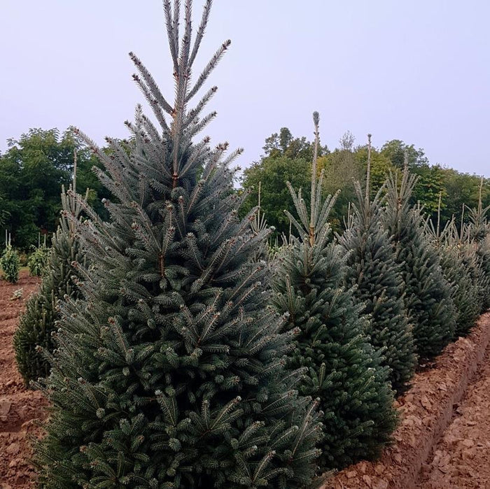 Picea glauca Montrose Charm #10