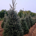 Picea glauca Montrose Charm 4'