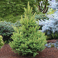 Picea glauca North Star #3