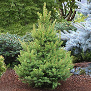Picea glauca North Star #3