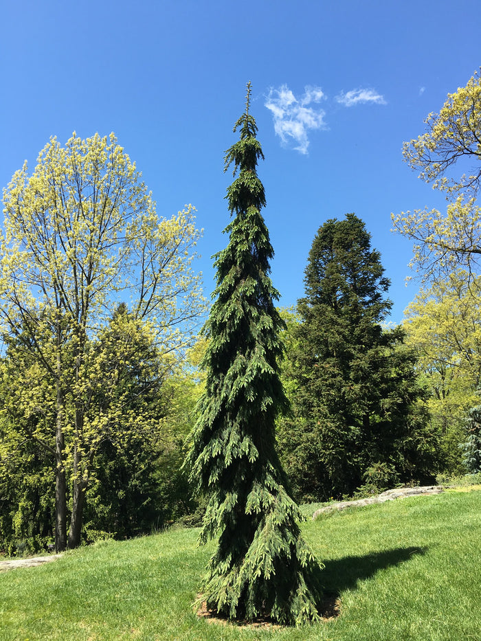 Picea glauca pendula #6