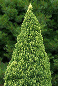 Picea glauca Rainbow's End #3