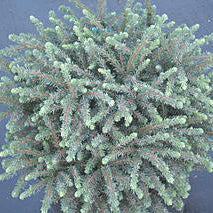 Picea mariana nana #3