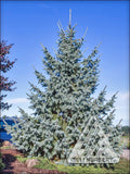 Picea obovata Arctos #15