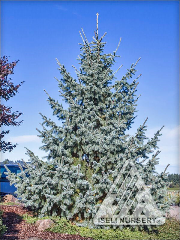 Picea obovata Arctos #15