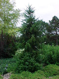 Picea omorika 3'