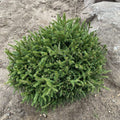 Picea orientalis Tidy Timm #3