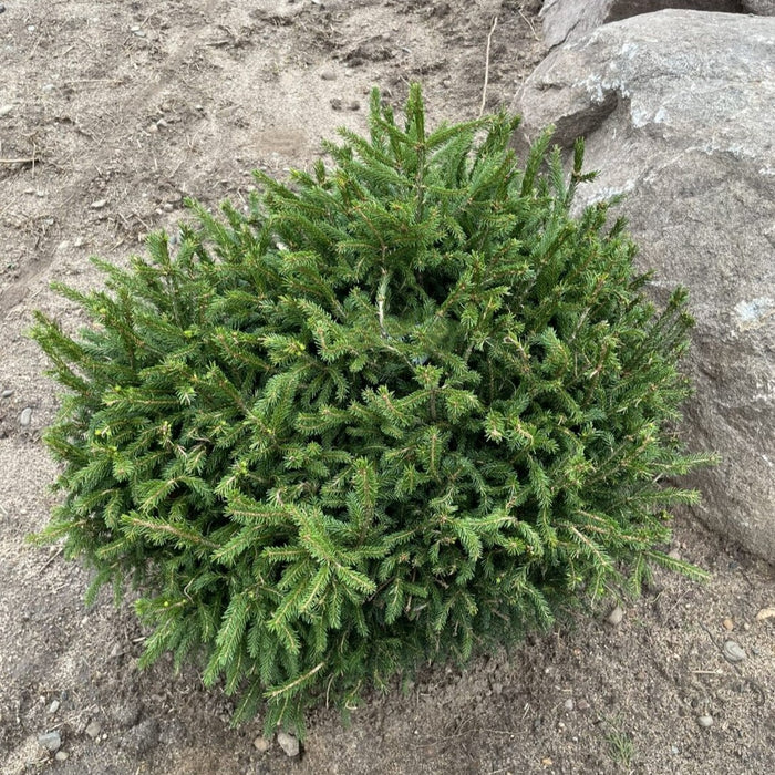 Picea orientalis Tidy Timm #3