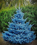 Picea pun Blue Diamond 4'