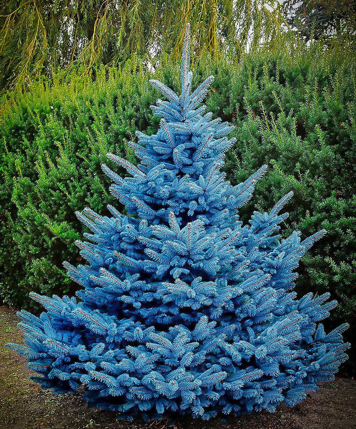 Picea pun Blue Diamond 4'