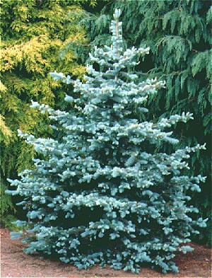 Picea pun glauca 3'