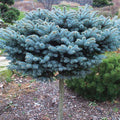 Picea pun glauca Globosa Std #5