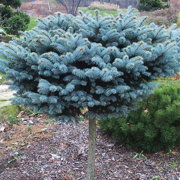 Picea pun glauca Globosa Std #5