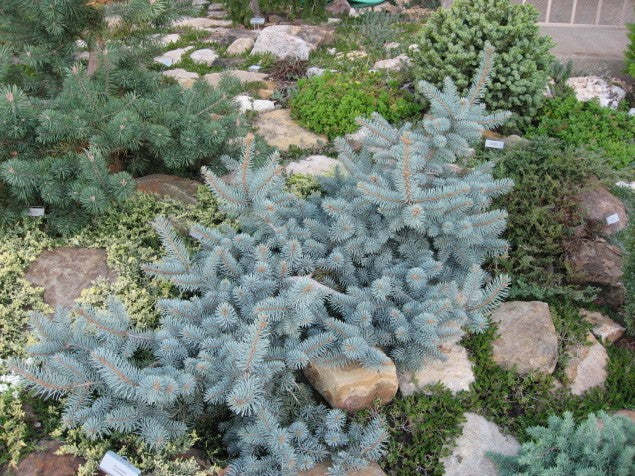Picea pun glauca procumbens #2