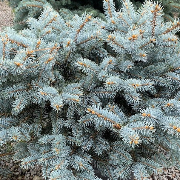 Picea pun globosa #6