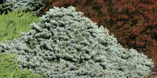 Picea pun Lundeby's Dwarf #6