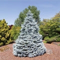 Picea pun Monty #3