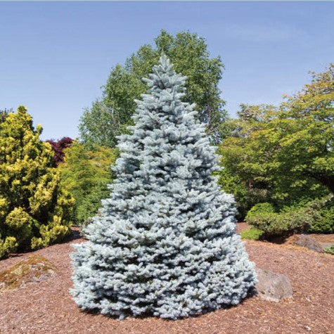 Picea pun Monty #6