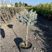Picea pun Moonstone #3 std