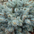 Picea pun Moonstone #3