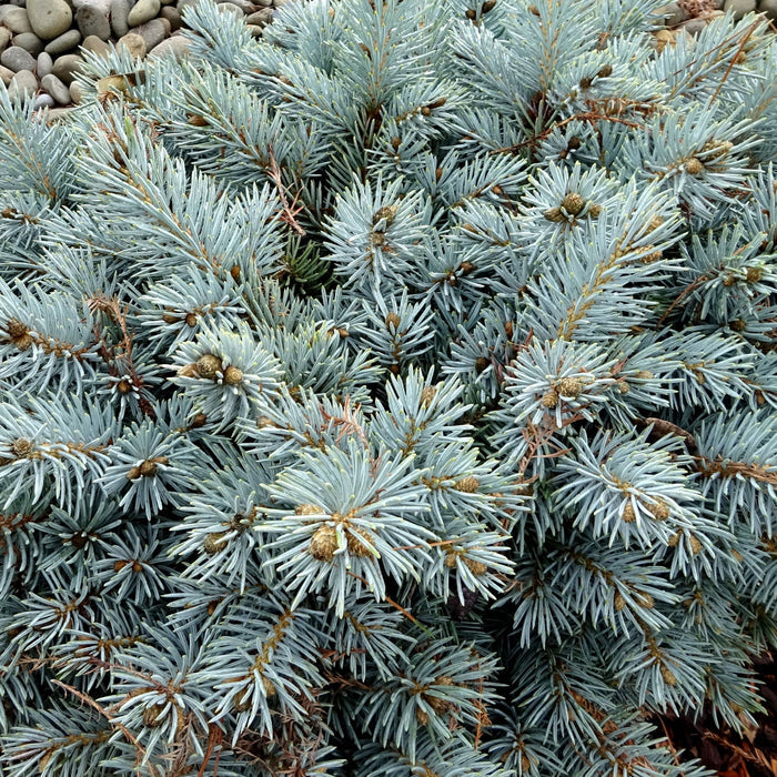 Picea pun Moonstone #3