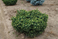 Picea pun Mrs Cesarini #3