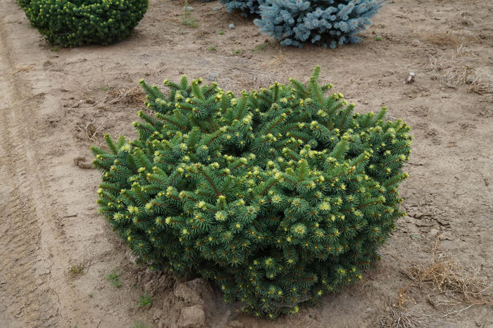 Picea pun Mrs Cesarini #3