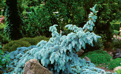 Picea pun Procumbens #3