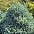 Picea pun Scottie #6