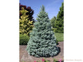 Picea pun Sester Dwarf #3