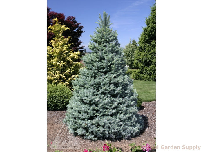 Picea pun Sester Dwarf #3