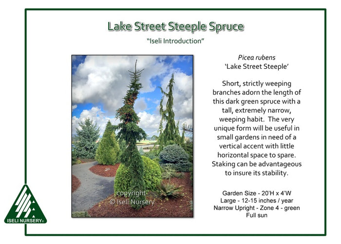Picea rubens Lake Street #6