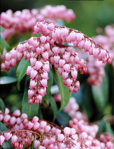 Pieris j Katsura #3