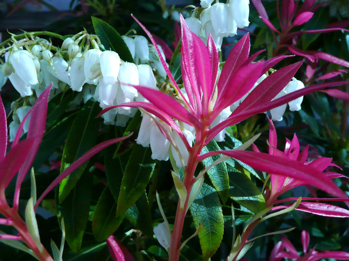 Pieris j Mt Fire #2