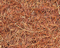PINE NEEDLES
