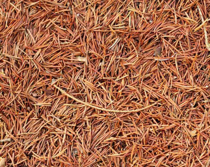 PINE NEEDLES