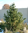 Pinus arist Horstmann #3