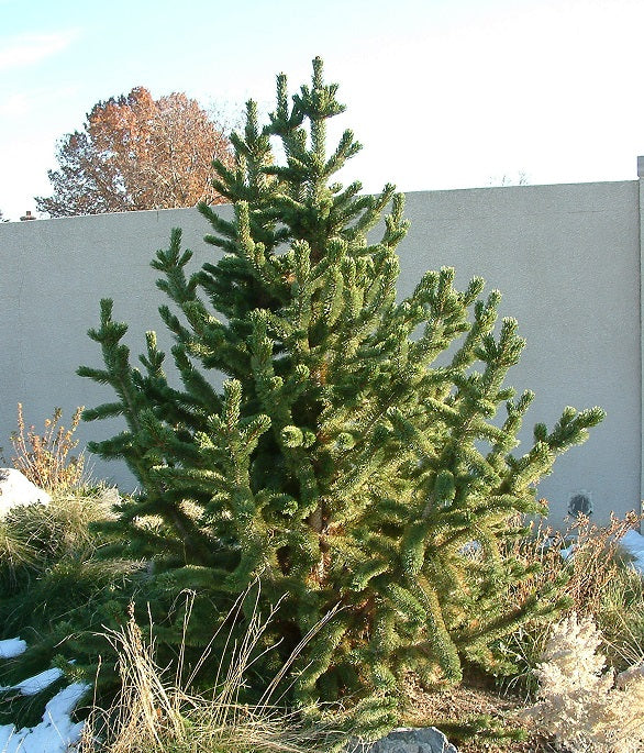 Pinus arist Horstmann #3