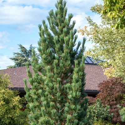 Pinus cembra Prairie Statesman #6