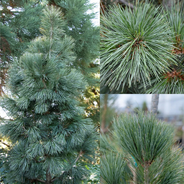 Pinus cembra Silver Whispers #5