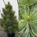 Pinus cembra Westerstede #6