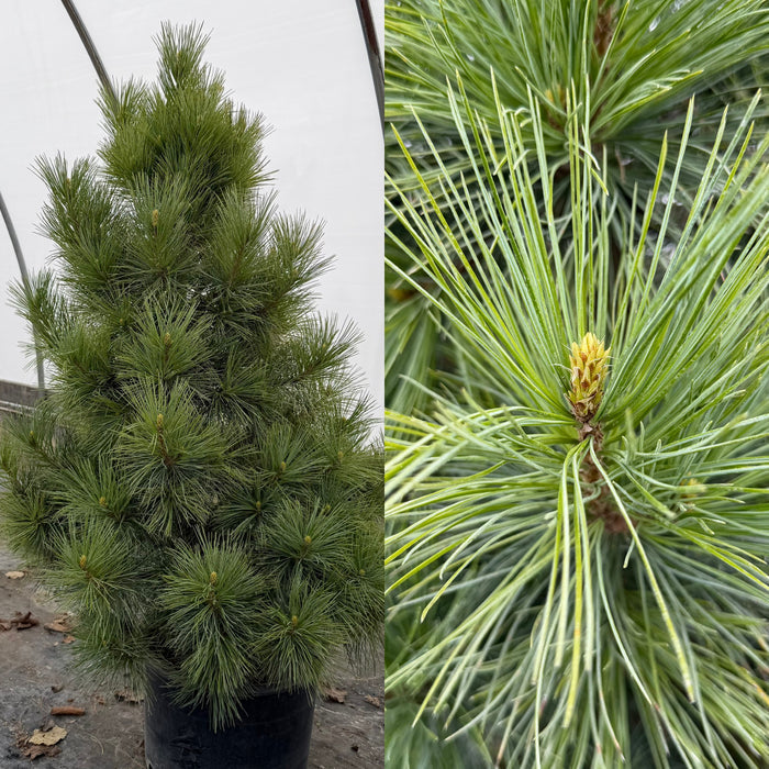 Pinus cembra Westerstede #6