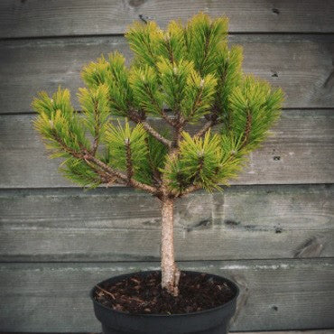 Pinus densiflora Jane Kluis std #6